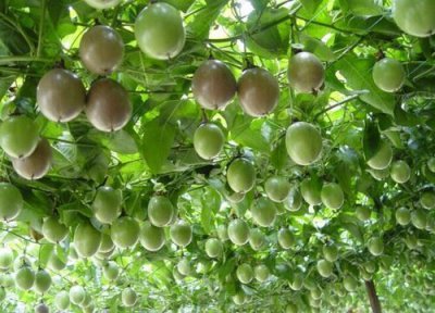 百香果一年四季都有吗 在几月份吃最好吃