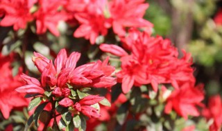 映山红种植方法和注意事项 映山红如何种植