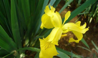黄菖蒲种植养护方法 黄菖蒲如何种植