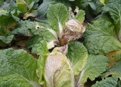 大白菜烂根是什么原因造成的 大白菜根部腐烂是什么病