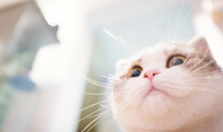 怎么判断猫公母 判断猫公母的方法