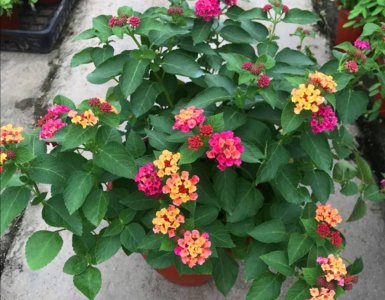 一年四季开花的植物有哪些 什么花好养一年四季都开花