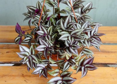 紫叶吊竹梅的养殖方法和注意事项 盆栽吊竹梅怎么养