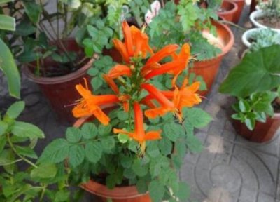 凌霄移栽时间 凌霄什么时候移栽最佳