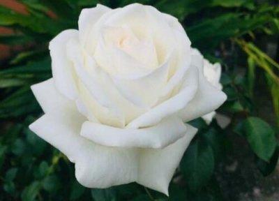 月季不开花的原因 月季不开花什么原因