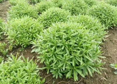 养心菜的功效与作用 养心菜的功效与作用及食用方法