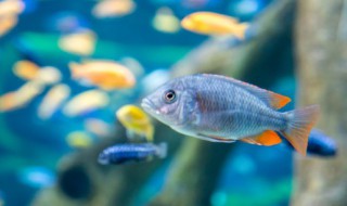 家庭鱼缸水怎么处理 家庭鱼缸水如何处理