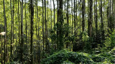 桉树对人体有哪些危害 桉树为什么叫断子绝孙树