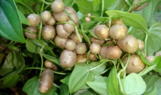 山药豆在家的种植方法 山药豆在家如何种植