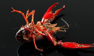 龙虾笼放什么诱饵 龙虾笼放哪种诱饵