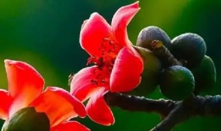 新鲜的木棉花如何保存 木棉花如何清洗储存保鲜