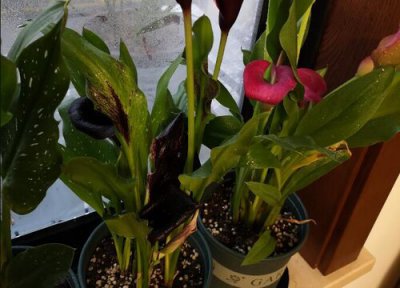 马蹄莲怎么种植 种植方法和时间