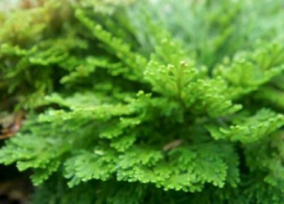 九死还魂草的养殖方法 九死还魂草的养殖方法和注意事项