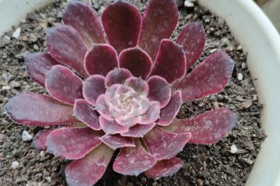 法师砍了之后怎么养护栽植 黑法师砍下来的枝条怎么养护