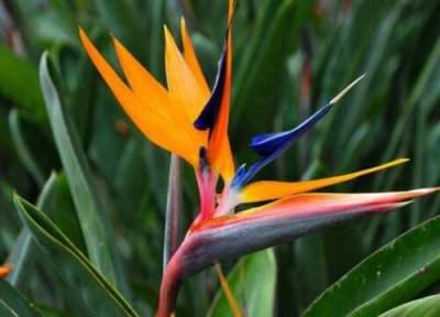 仙鹤来花期 仙鹤来花期是什么时候