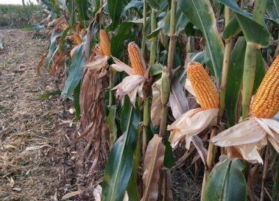 良玉99玉米种子特征介绍 良玉99玉米品种审定公告