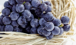 狗狗可以吃葡萄吗 狗狗能吃葡萄吗