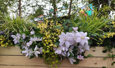 多菌灵的使用方法及用量 教你4种多菌灵的正确使用方法