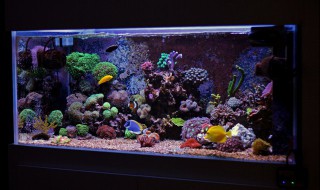 鱼缸换水后多久能用水清洗 鱼缸换水后多长时间能用水清洗