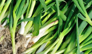 新鲜嫩蒜怎么做才好吃 新鲜嫩蒜如何做才好吃