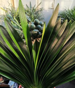 君子兰能浇啤酒吗 秋天养君子兰用啤酒水浇灌鲜嫩油绿