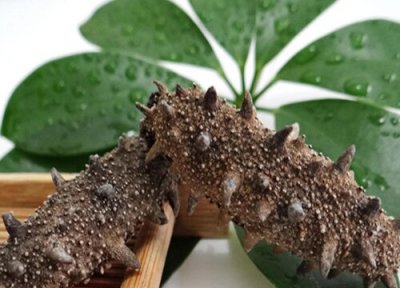 海参是植物吗 属于棘皮动物