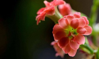 客厅里适合养什么花 客厅适合养殖的植物推荐