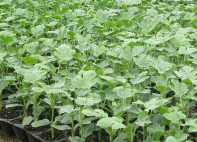 西瓜苗怎么剪枝结瓜多 整枝打杈留瓜方法