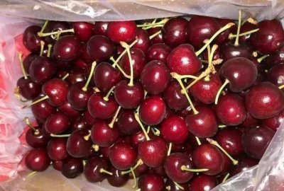 车厘子的核可以种出来吗 车厘子核能栽种后结果吗