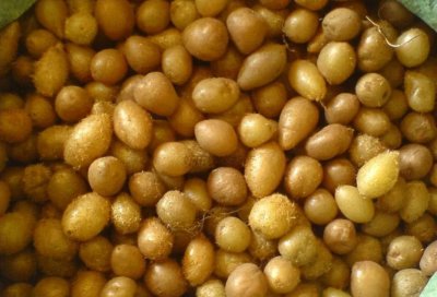 凤凰蛋是什么蛋 肾蕨地下根茎凤凰蛋是可口野果