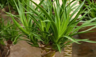 龙血树盆栽冬天怎么养 盆栽龙血树冬季的养护