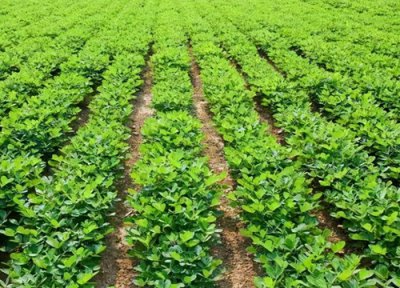 花生底部黄叶怎么处 花生叶子发黄原因及防治措施