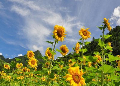 向日葵放家里吉不吉利 向日葵放家里有什么风水禁忌