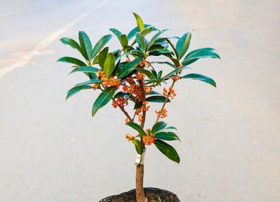 桂花树新芽尖发黑原因怎么回事 刚发嫩芽变黑原因及处理