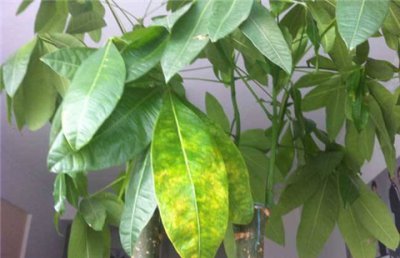 家养发财树叶子发黄掉叶怎么办 发财树黄叶怎么处理解决