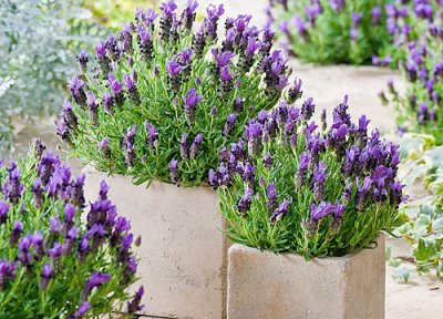 薰衣草盆栽好养吗 薰衣草种植在家里室内容易养活吗