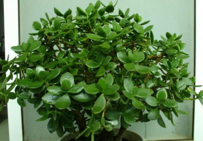 玉树冻了发软还有救吗 玉树出现冻伤情况有补救办法吗