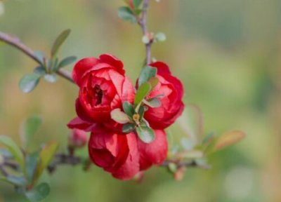 长寿冠海棠花的养殖方法和注意事项 盆栽长寿冠海棠花的养护