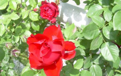 月季白粉病不治会死吗 月季白粉病是什么原因造成的