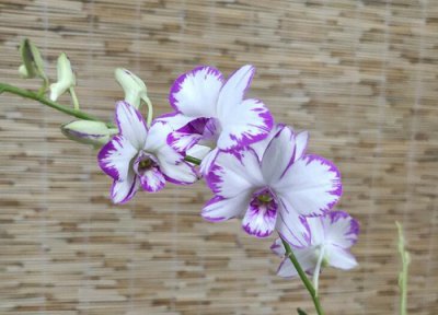 铁皮石斛开花吗 开的什么样的花