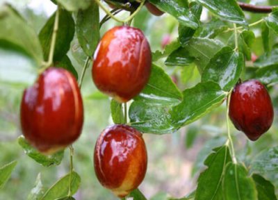 红枣成熟时间 红枣什么时候成熟