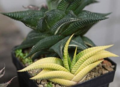 琉璃殿怎么修根 琉璃殿需要修根吗