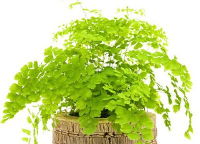 适合学生桌面养的植物盆栽 高中生书桌上养的风水植物