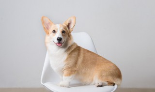 怎么养柯基幼崽 养柯基幼崽的方法介绍