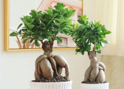 黄金榕花期时间 黄金榕花期是什么时候