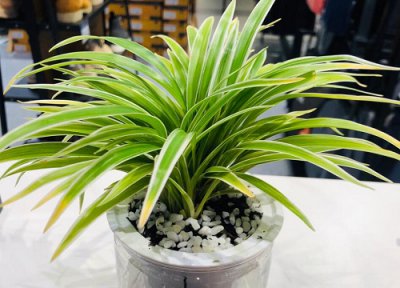 吊兰如何修剪长得精致 吊兰如何修剪有多余的小吊兰