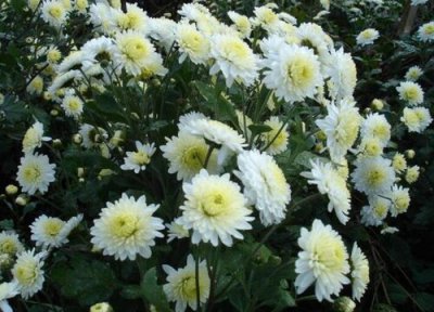 五七都买什么鲜花 烧五七应该买什么花 有什么讲究