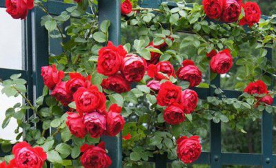 月季老长红蜘蛛是什么原因 家里月季杀红蜘蛛用什么药