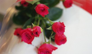 新鲜的玫瑰花怎么保存 新鲜的玫瑰花的保存方法介绍