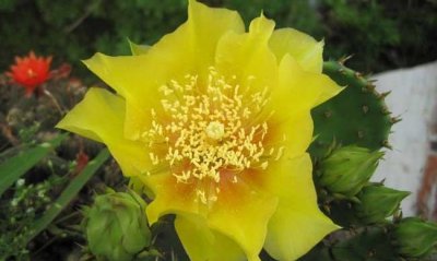 仙人掌花语和寓意 仙人掌的花语是什么意思与含义